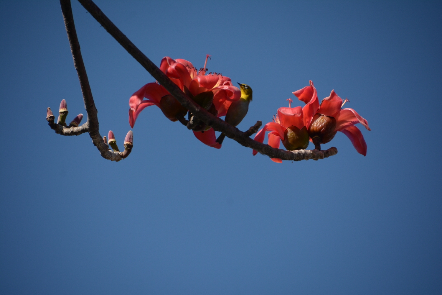 广州4月赏花有什么推荐，广州4月最适合赏花的地方是哪里