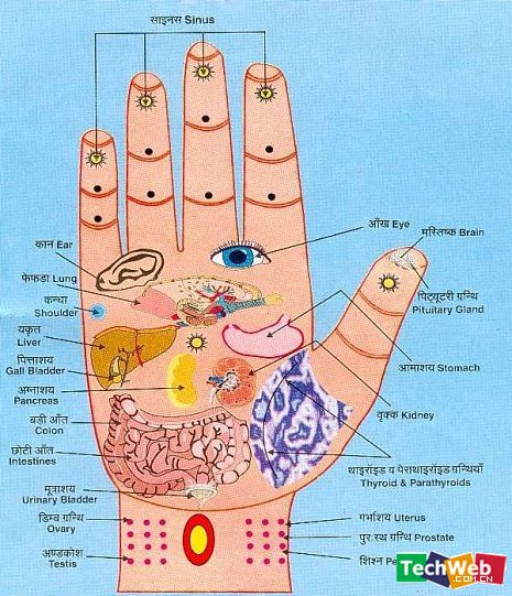 手,脚,身体各个穴位所对应的内脏 (图)