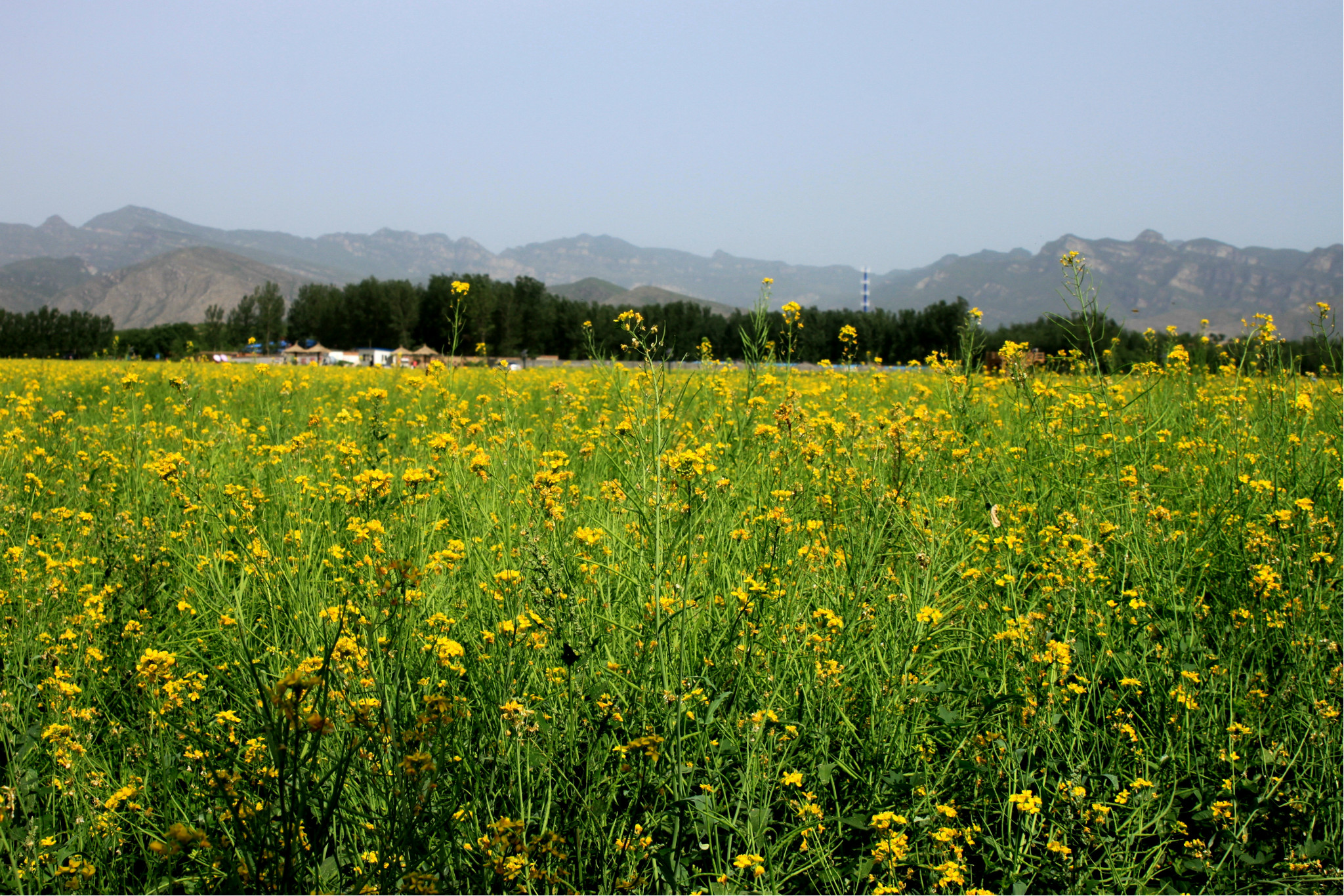 2018北京看油菜花去哪里,北京油菜花观赏地