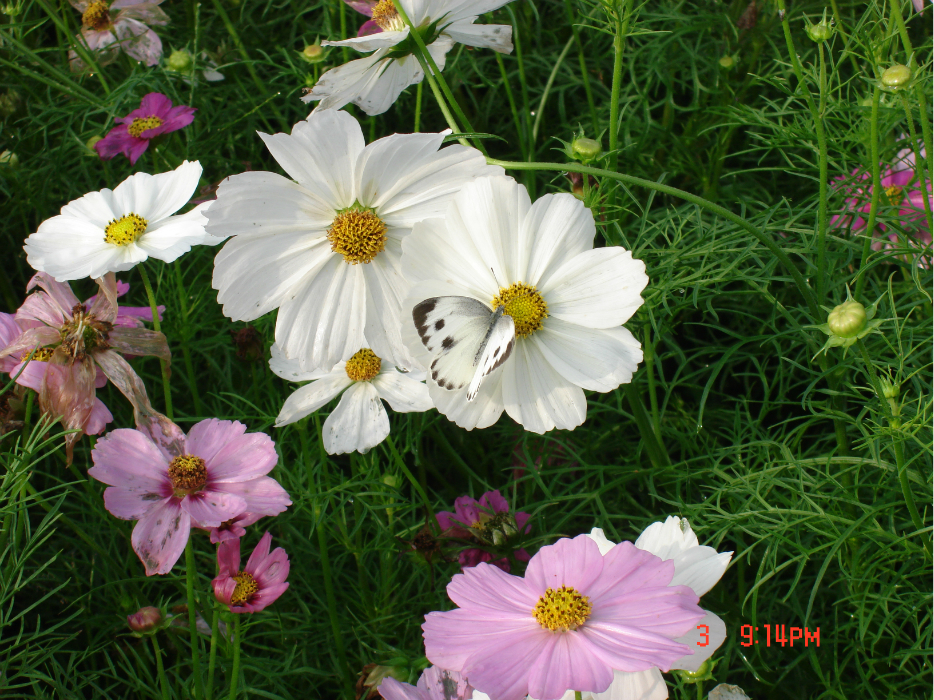 wKgB21Bb_9TUPUsJABBIaFvleFw27.jpeg?imageView2%2F2%2Fw%2F600%2Fq%2F90%7CimageMogr2%2Fstrip%2Fquality%2F90