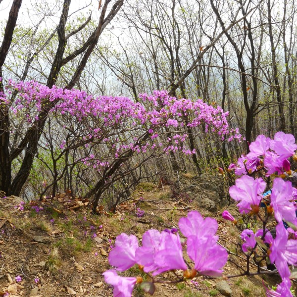 映山红游玩攻略,映山红旅游攻略