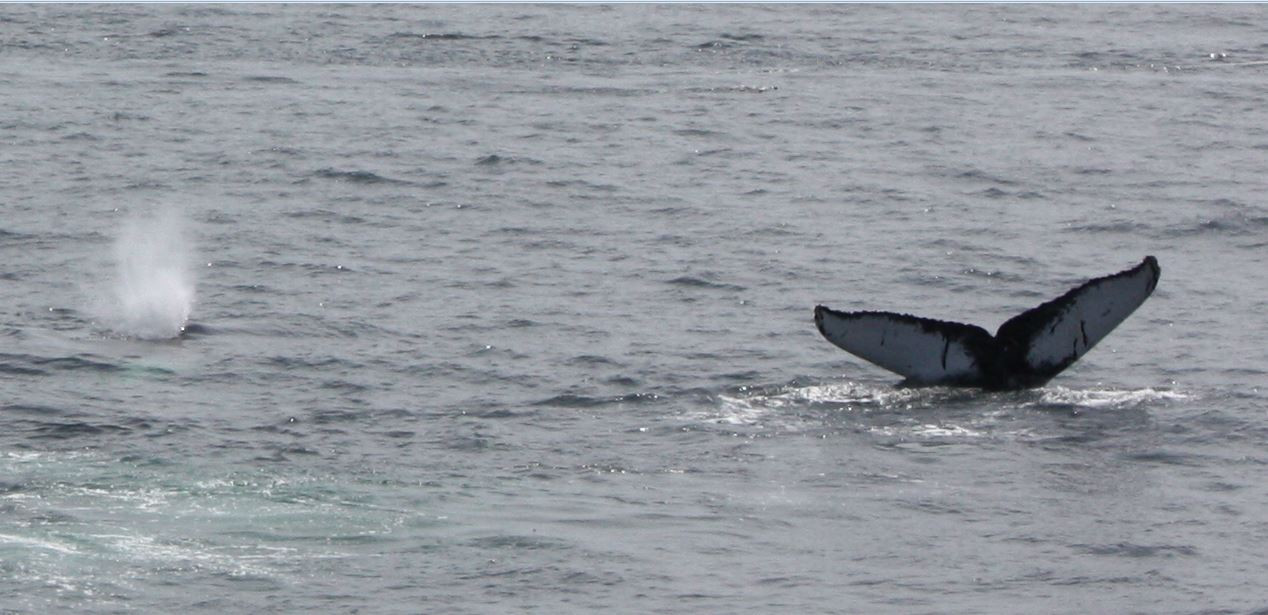 wKgB4lOXGQaAPXL6AALJSgrr1VA04.jpeg?imageView2%2F2%2Fw%2F600%2Fh%2F600%2Fq%2F90%7Cimageslim