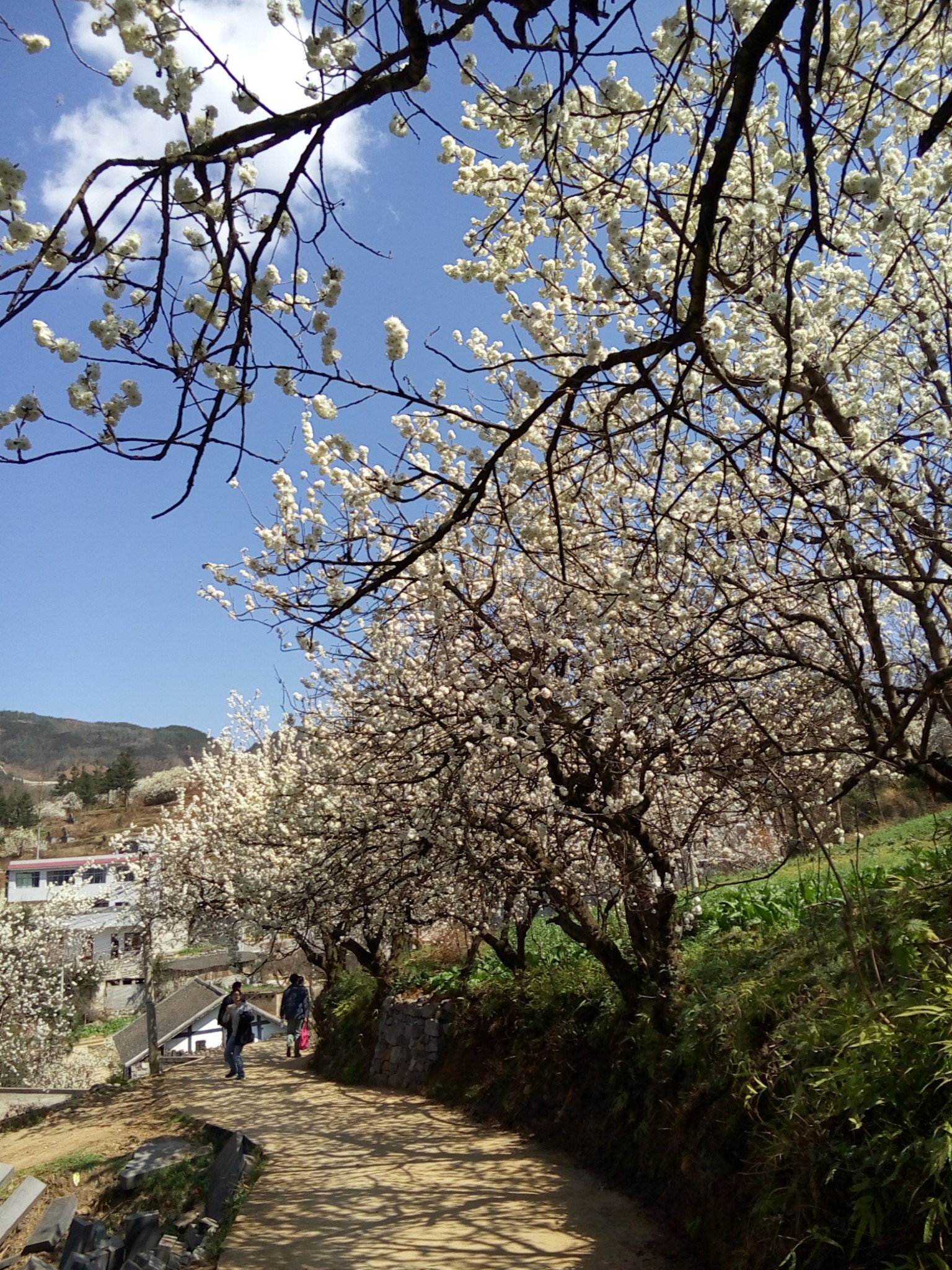 贵州省旅游 赫章旅游攻略 赫章县东城区野马川-----樱桃之乡
