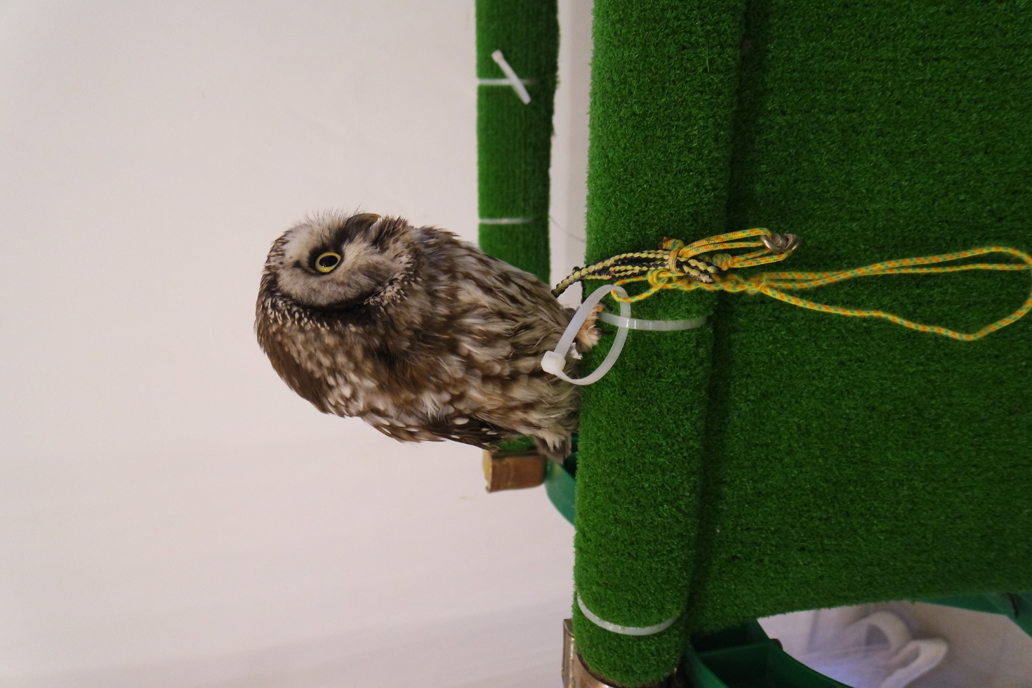 猫头鹰餐厅_猫头鹰餐厅人均消费