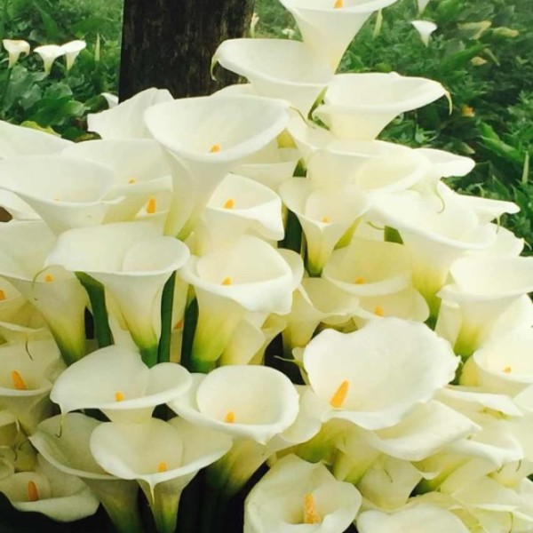 蟹道乐(道顿堀本店)