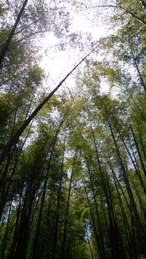 永川游玩茶山攻略,永川游玩攻略