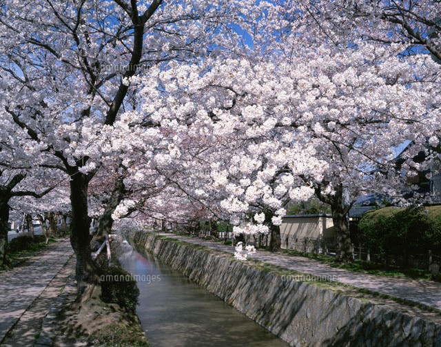 日本关西赏樱--京都60处樱花胜地攻略--1-15