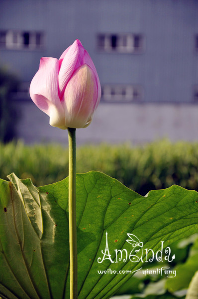 怎样才算真正的出水芙蓉 wKgB6lPxgmeAclAbAAJuy6gPqTw77.jpeg?imageView2%2F2%2Fw%2F600%2Fh%2F600%2Fq%2F90
