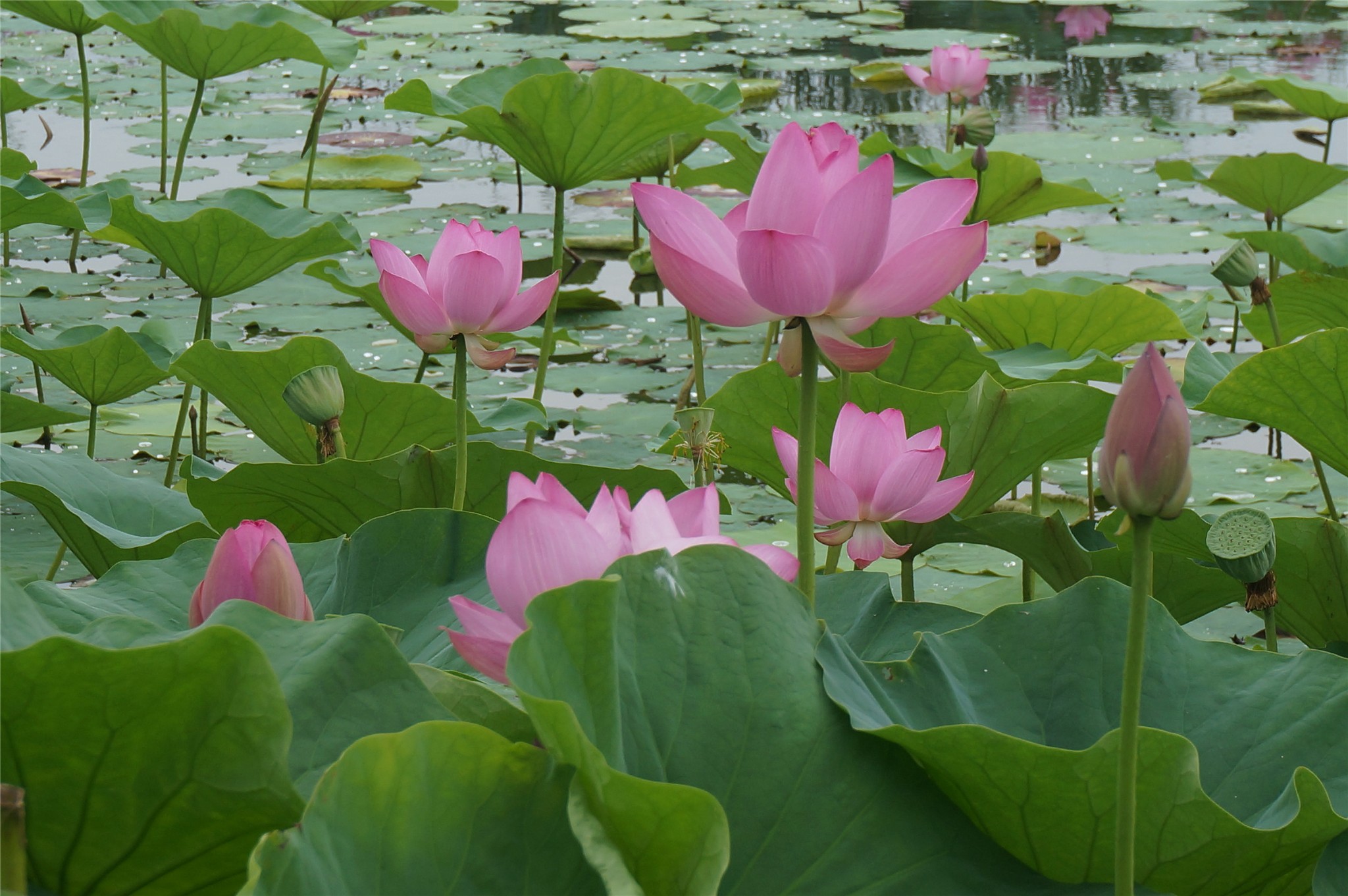 2014-7-22铁岭莲花湖第二届荷花节