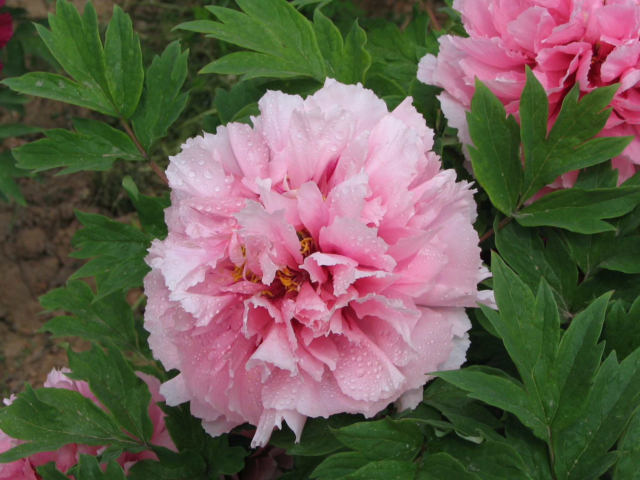 wKgBpVVPFxaAO91UAAjh-NiTYZY27.jpeg?imageView2%2F2%2Fw%2F680%2Fq%2F90