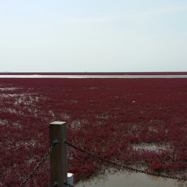 红海滩婚纱照_盘锦红海滩