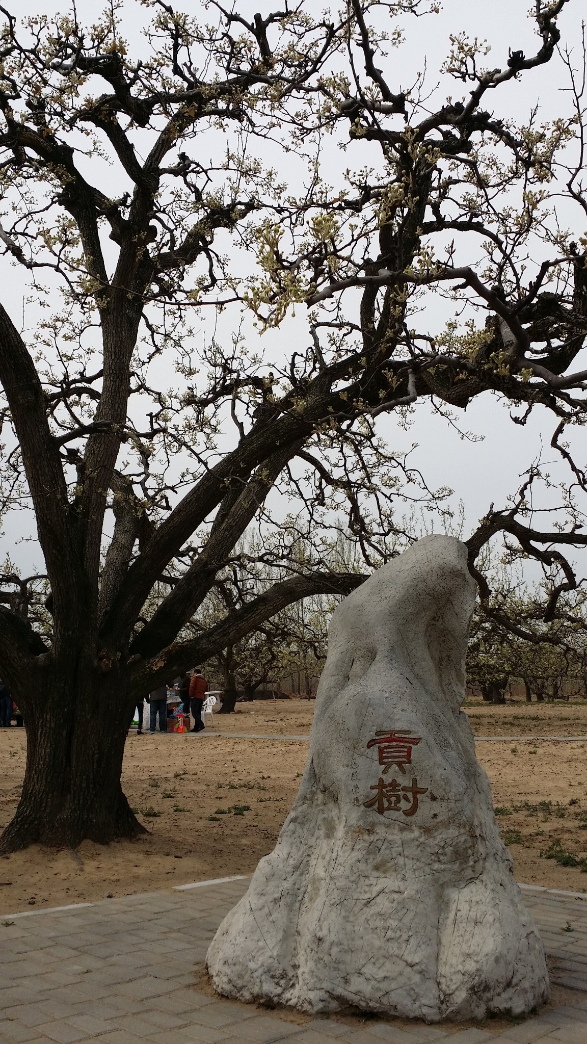 北京大兴梨花村        