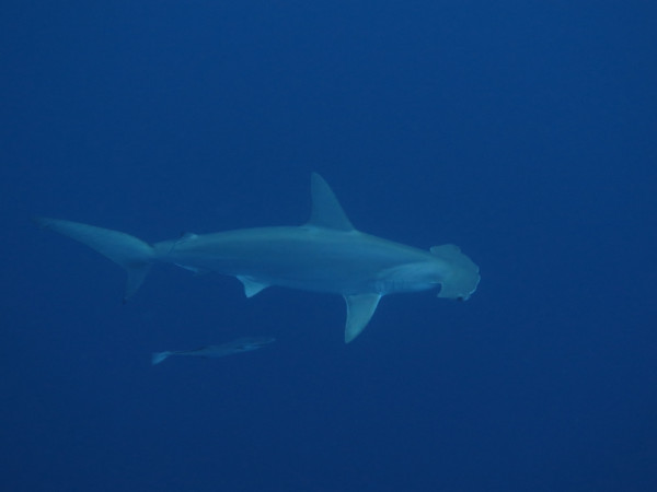 鲨鱼夹的使用方法 wKgBpVXOkN-AbBd8AAM4VIsMhuk17.jpeg?imageView2%2F2%2Fw%2F600%2Fq%2F90%7CimageMogr2%2Fstrip%2Fquality%2F90