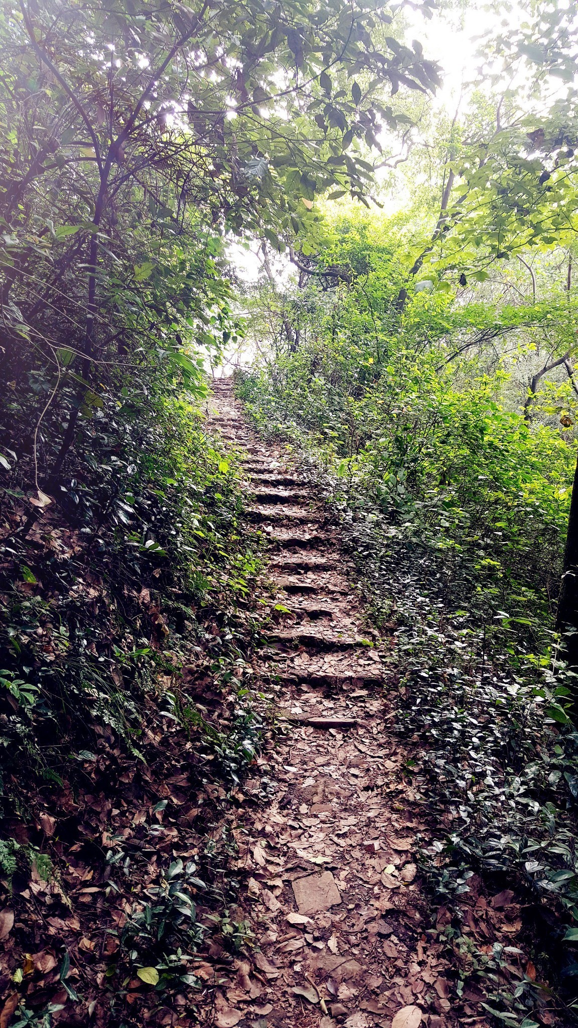 武安山森林公园        