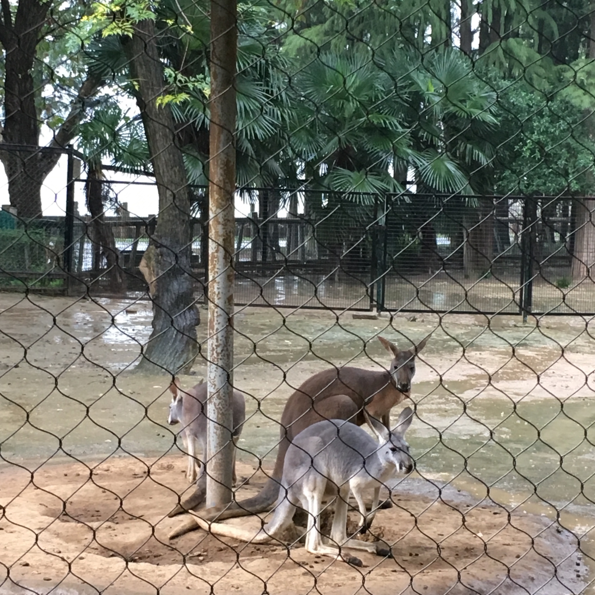 武汉动物园         