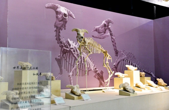 和政古动物化石博物馆     
