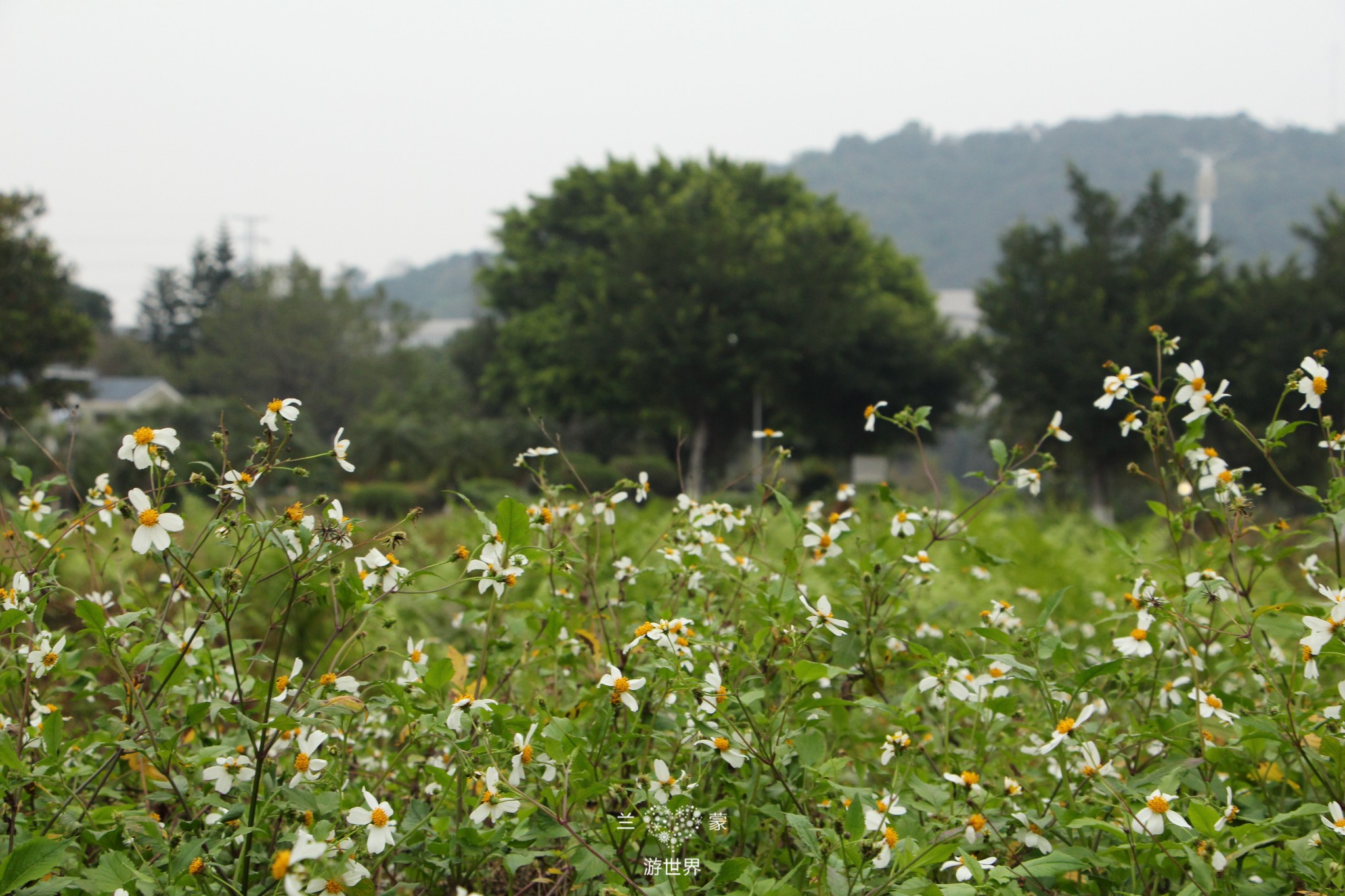 萝岗植树公园        