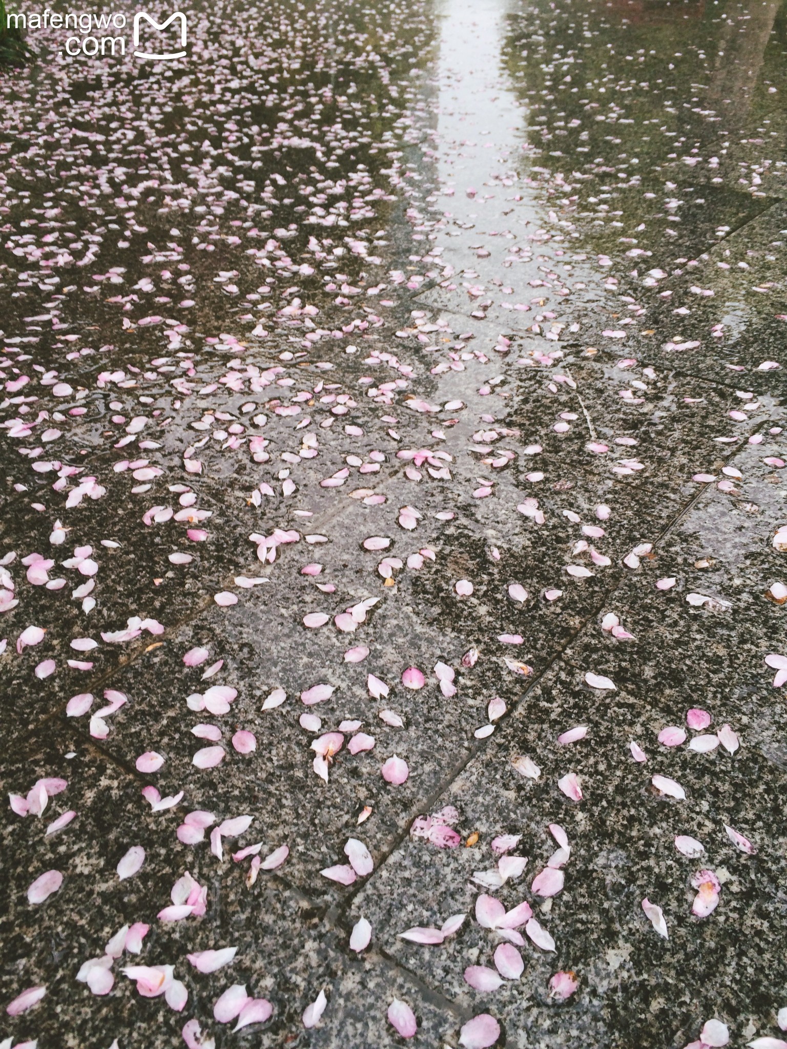 雨中的花瓣路.