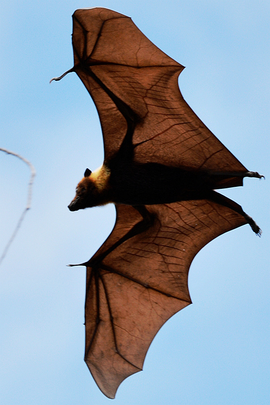 【汤加】世上最大的巨型蝙蝠(图组30p)