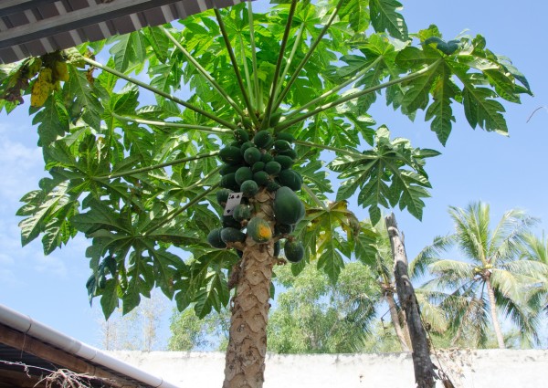 Image result for Papaya Leaf