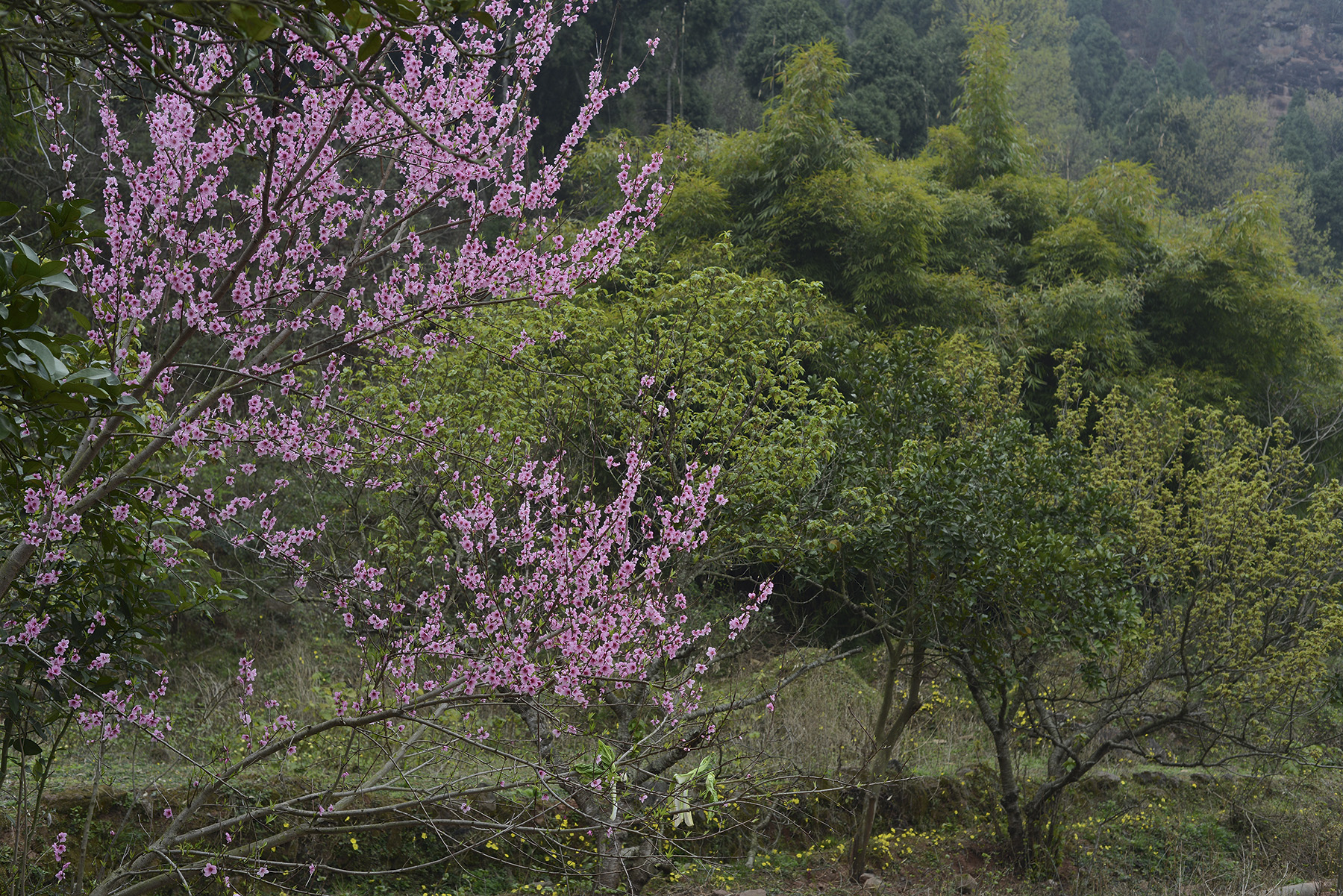 栖贤梨花沟风景区       