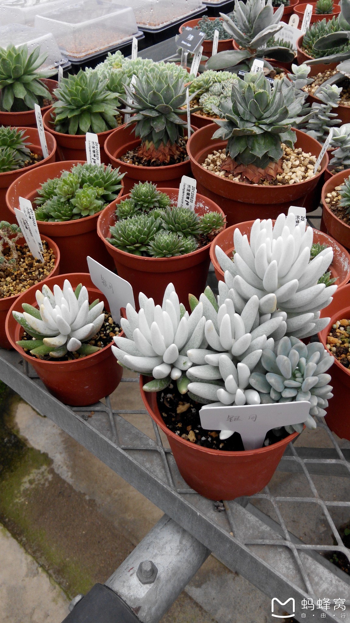 wKgBs1cHToiAe57fAAr6YuRISW814.jpeg?imageView2%2F2%2Fw%2F600%2Fh%2F600%2Fq%2F90