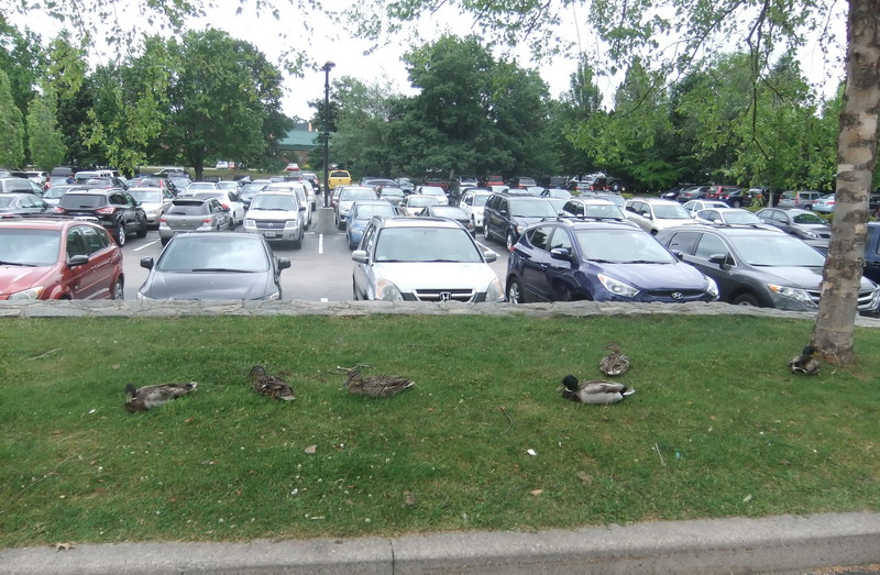 华西村人均收入_人均汽车占有率(2)