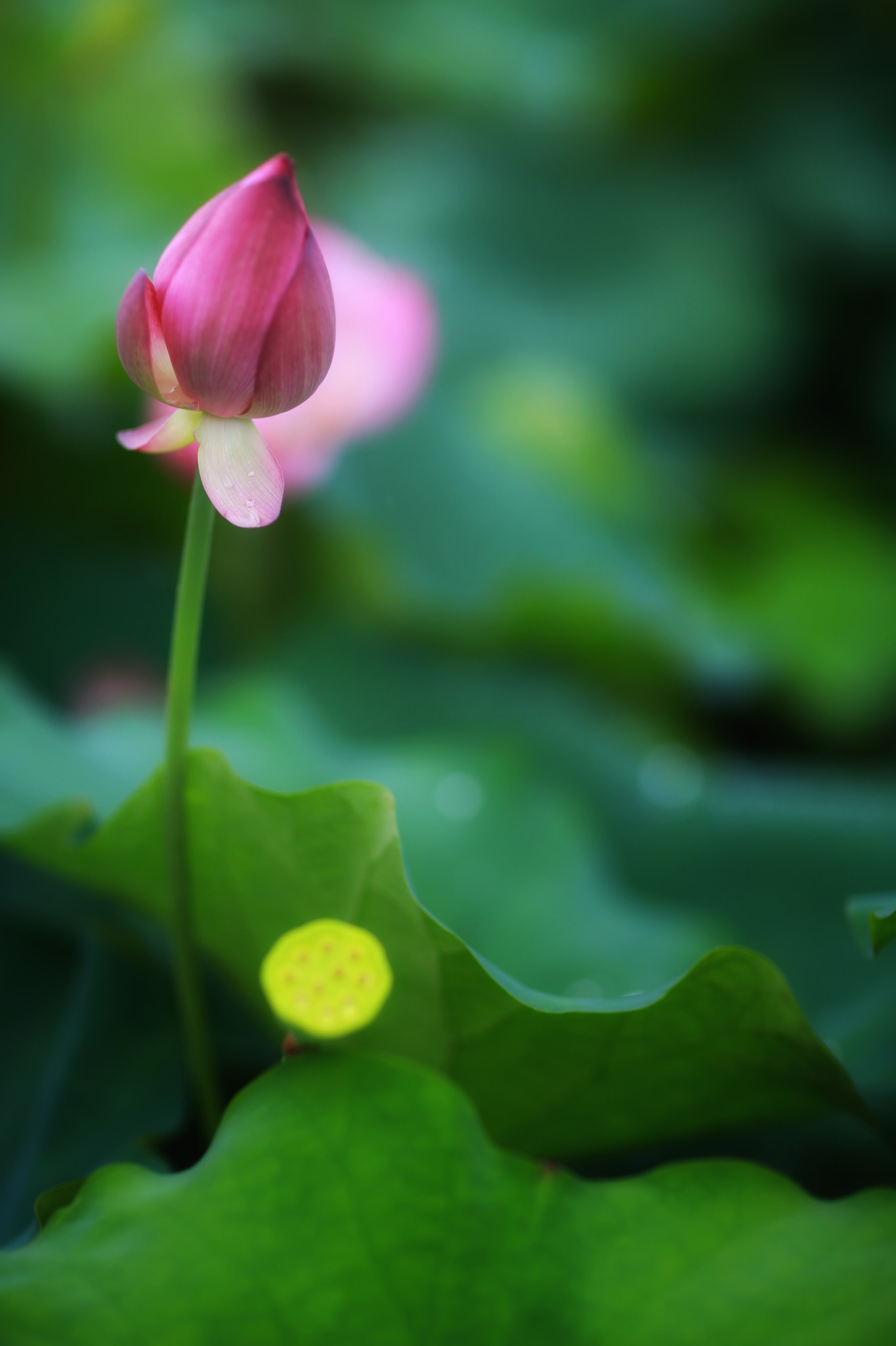 山重水路疑无路柳暗花明又一村猜成语(2)