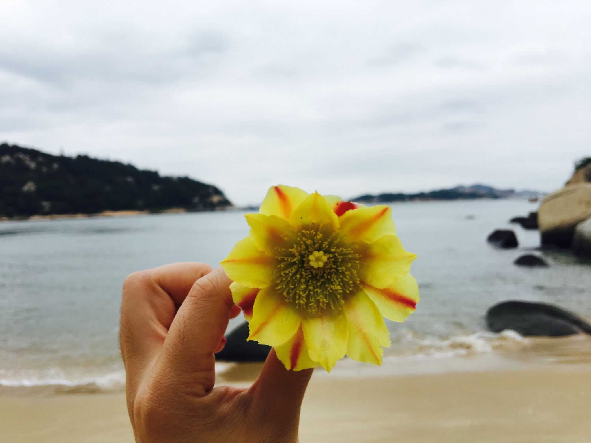 捡到了开花的向日葵