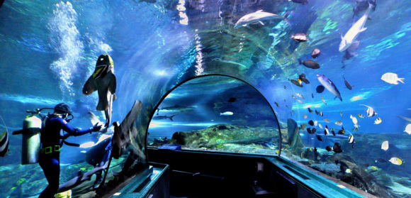 【景点简介】 关岛海底世界水族馆内有一条长达122米透明亚克力隧道式水族箱,高7英呎、宽7英呎,是世界上最长的海底隧道。隧道内80万加仑海水都是直接由大海引入馆内,相当于300万升海水。为了尽量模拟真实的海底世界,海底隧道不仅有五彩斑斓的热带鱼、珊瑚,更放置了飞机和沉船的残骸。由于压克力隧道的厚度只有3英吋,游客触摸玻璃就像是可以触摸到鱼一般,但是又一点感觉不到水带来的压力。鱼儿隔着高压玻璃在我们上方及左右游动,抬头看水里的鱼会发现它们的躯体随着水流曲曲折折的变化,颜色也随之变得五彩斑斓,在隧道穿行时仿佛