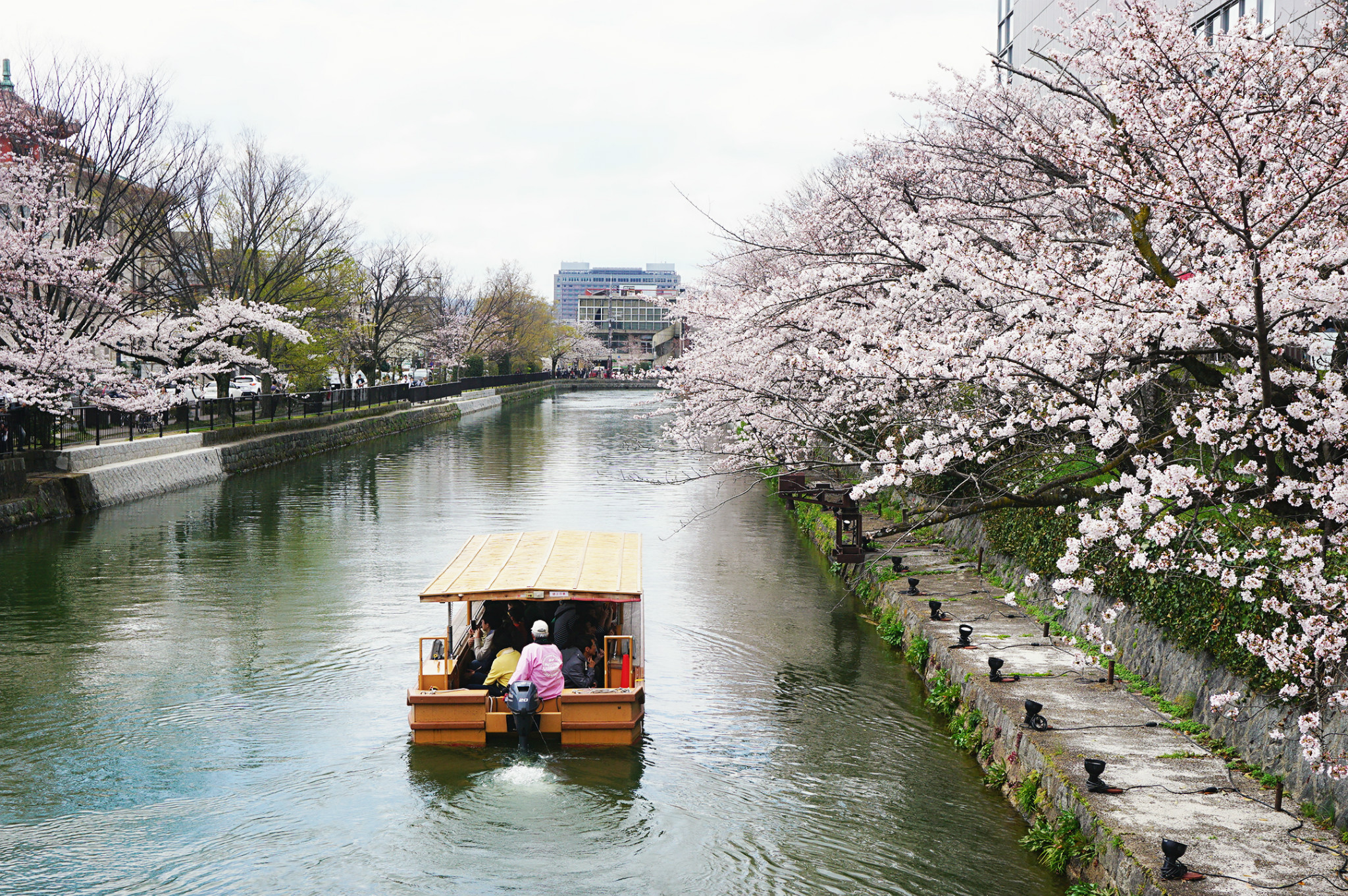 点击查看京都赏樱景点图集