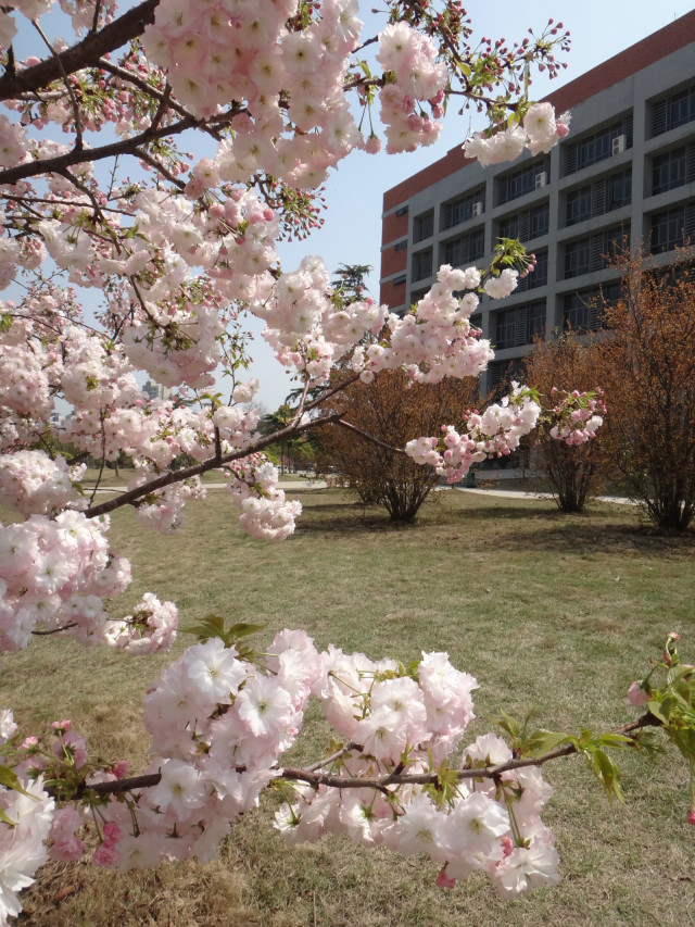 樱花季——淮南师范学院