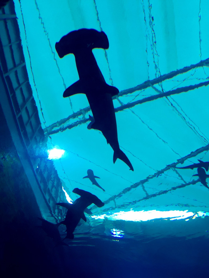 自由的鱼儿游来游去 wKgBs1cM7oqAI529AAZvXZdy-XI45.jpeg?imageView2%2F2%2Fw%2F680%2Fq%2F90%7CimageMogr2%2Fstrip%2Fquality%2F90