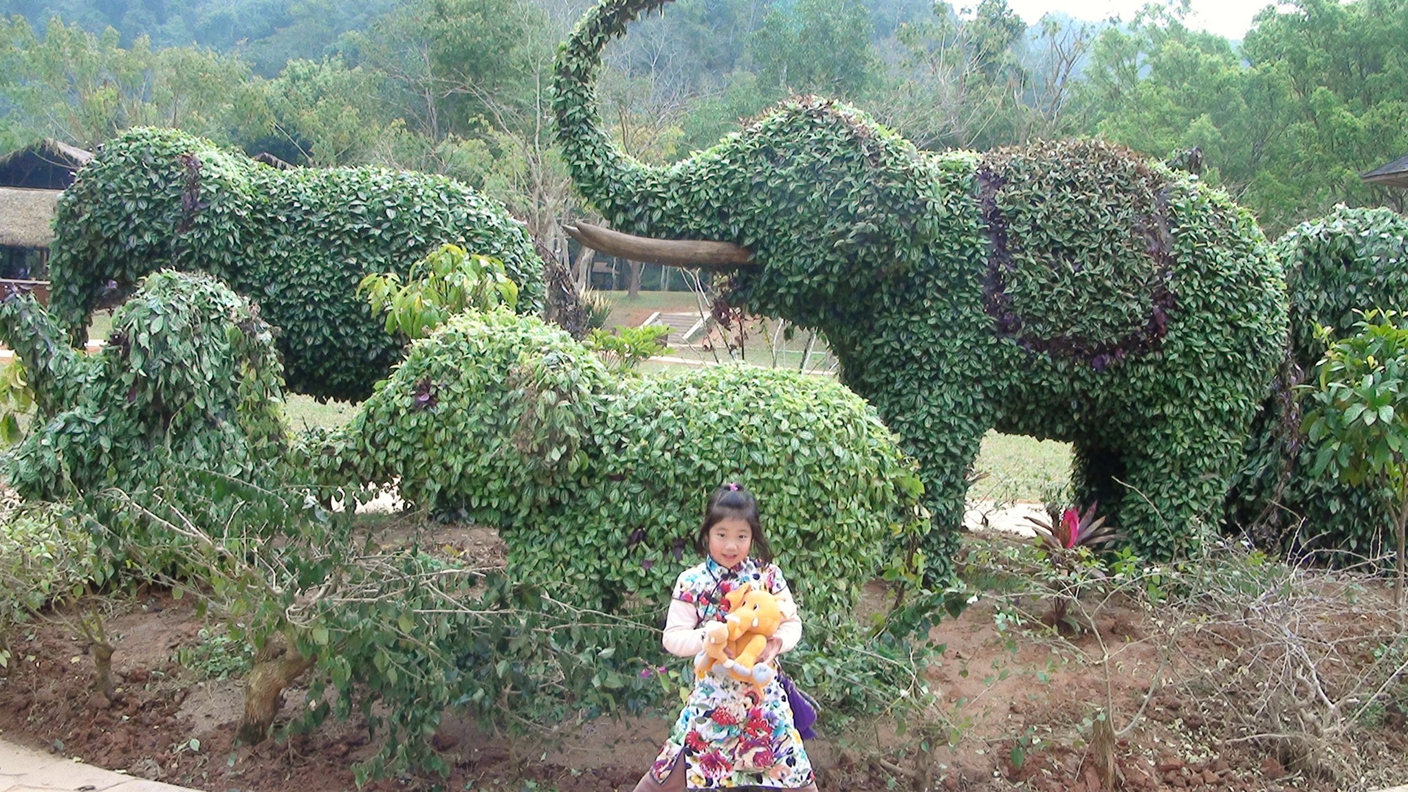 西双版纳有多少人口_西双版纳的植物有哪些