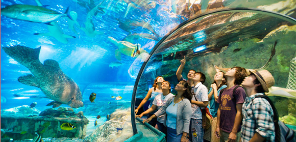 【景点简介】 关岛海底世界水族馆内有一条长达122米透明亚克力隧道式水族箱,高7英呎、宽7英呎,是世界上最长的海底隧道。隧道内80万加仑海水都是直接由大海引入馆内,相当于300万升海水。为了尽量模拟真实的海底世界,海底隧道不仅有五彩斑斓的热带鱼、珊瑚,更放置了飞机和沉船的残骸。由于压克力隧道的厚度只有3英吋,游客触摸玻璃就像是可以触摸到鱼一般,但是又一点感觉不到水带来的压力。鱼儿隔着高压玻璃在我们上方及左右游动,抬头看水里的鱼会发现它们的躯体随着水流曲曲折折的变化,颜色也随之变得五彩斑斓,在隧道穿行时仿佛