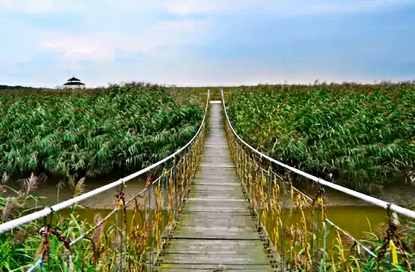 游盘锦苇海蟹滩 -看全球第一大规模芦苇荡特有的湿地景观2016 9 24