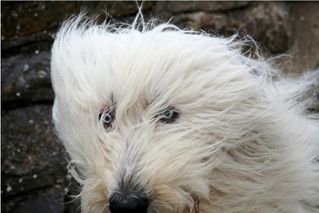 大风中的变形狗狗(zt)