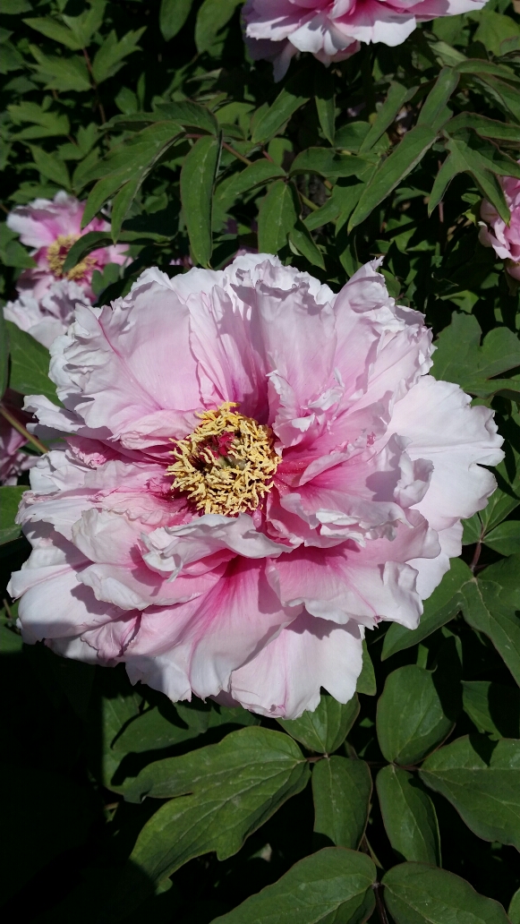 wKgBZ1j-jZeAMAqrAAdPYsz3DTw91.jpeg?imageView2%2F2%2Fw%2F680%2Fq%2F90