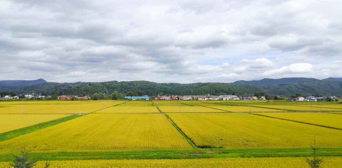 札幌自助遊攻略