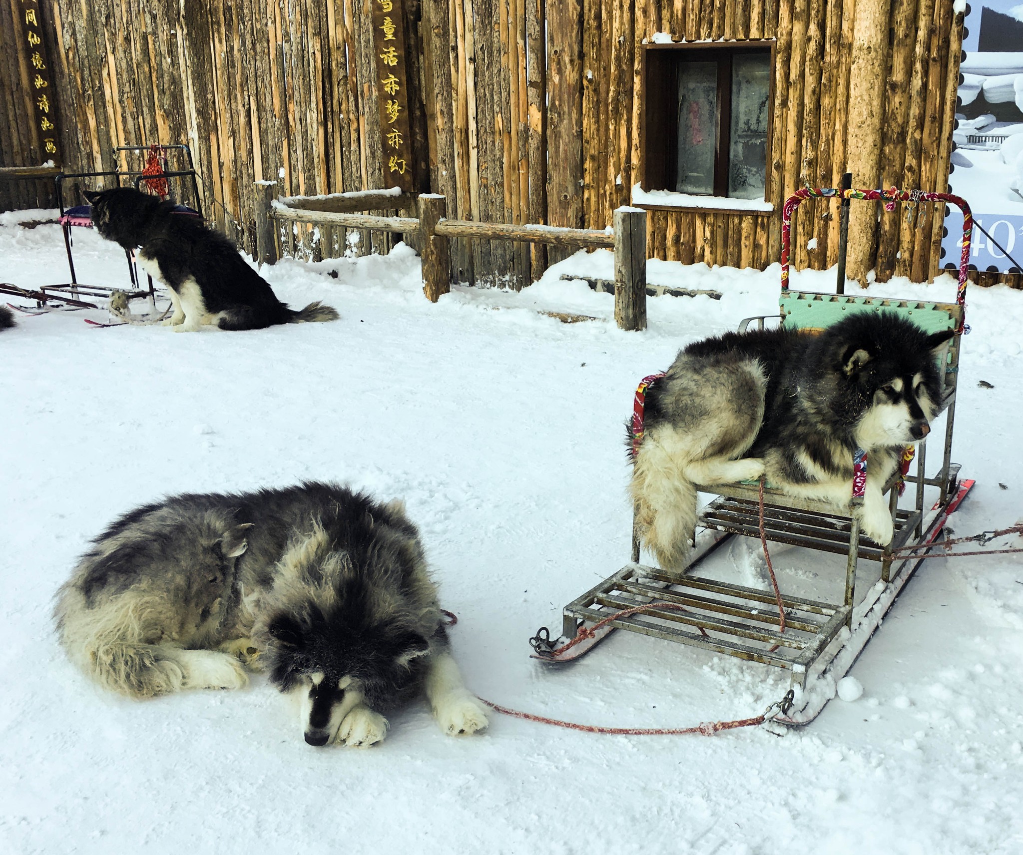 雪鄉自助遊攻略