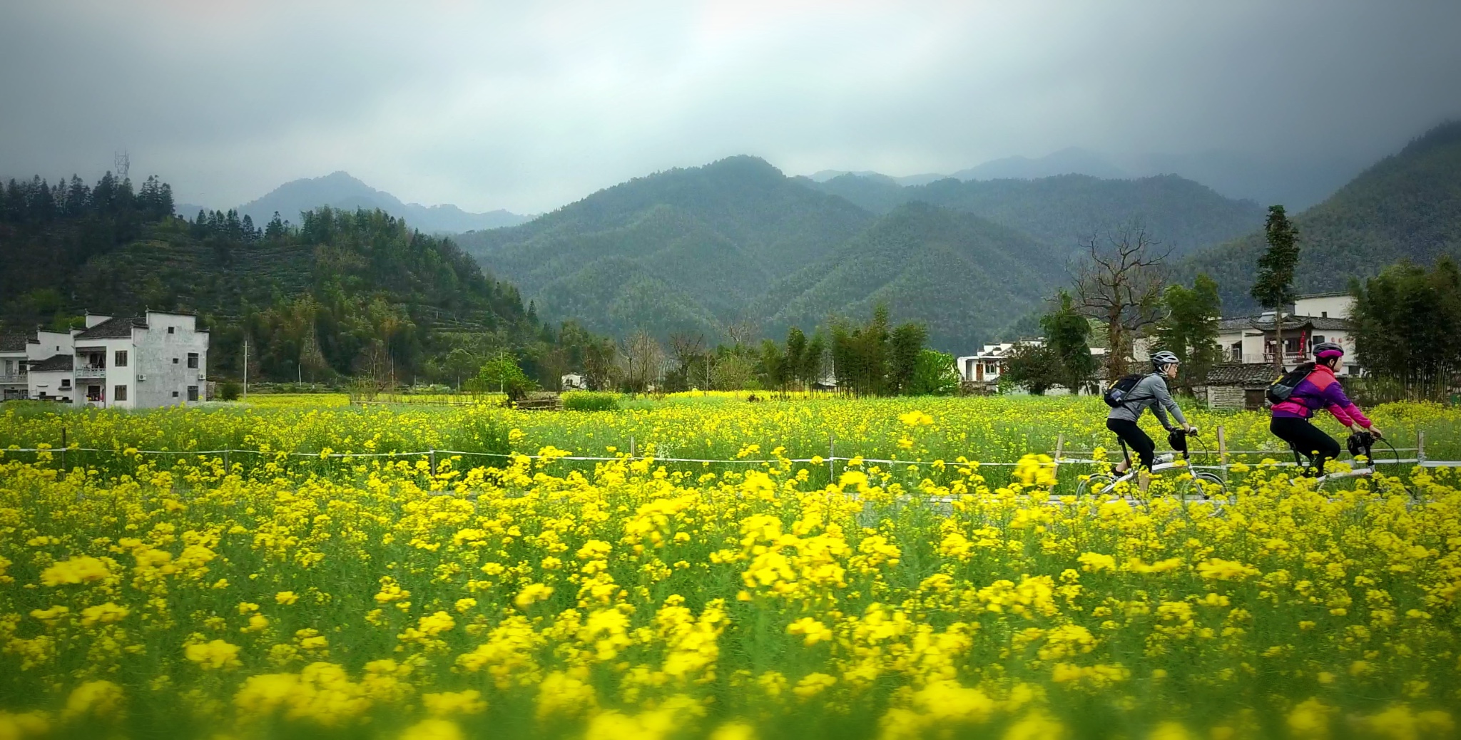 騎行徽州油菜花海,騎進春天裡.