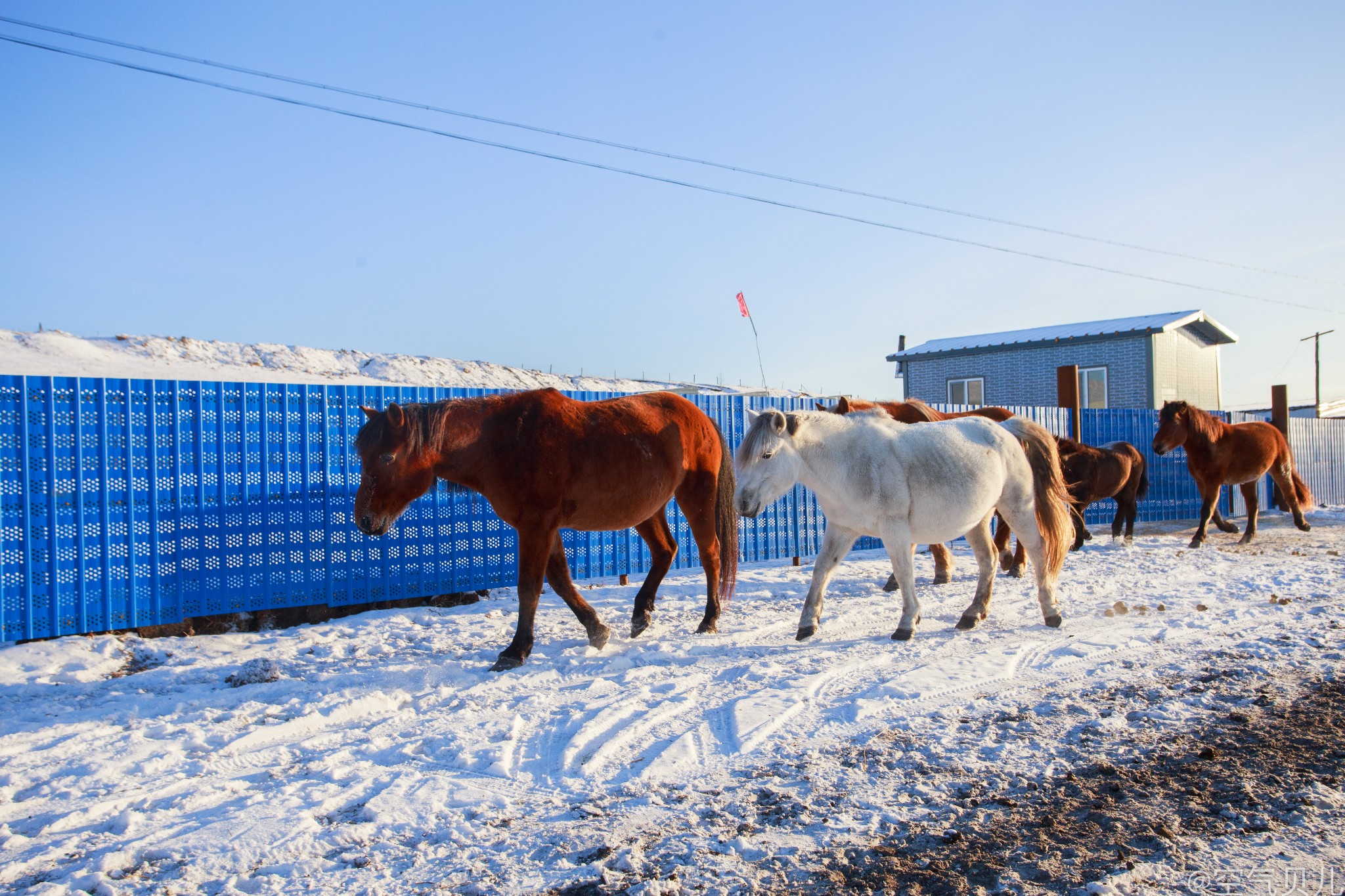 冬季内蒙来看雪,呼伦贝尔一个南方孩子的北国梦