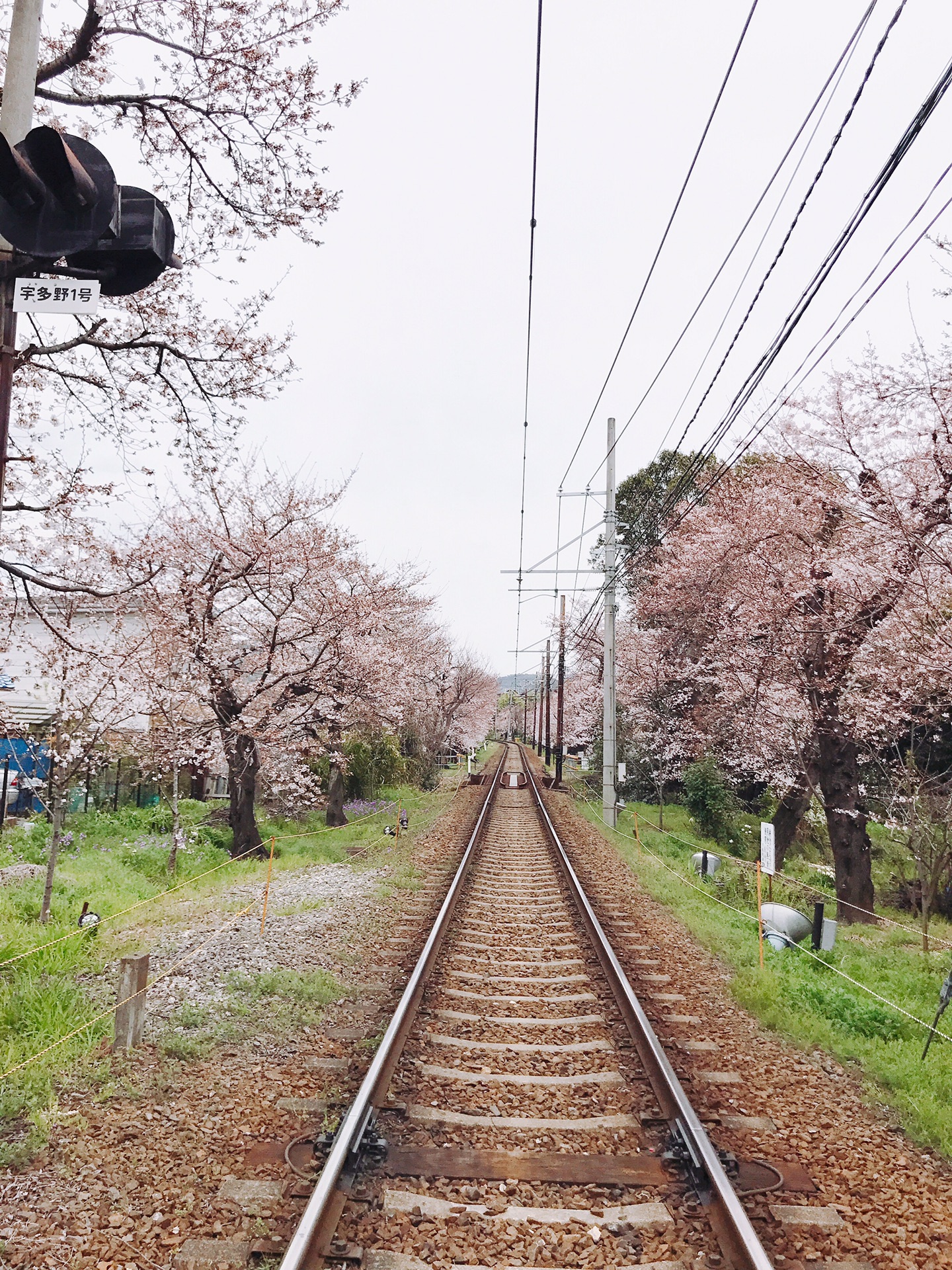 京都自助遊攻略