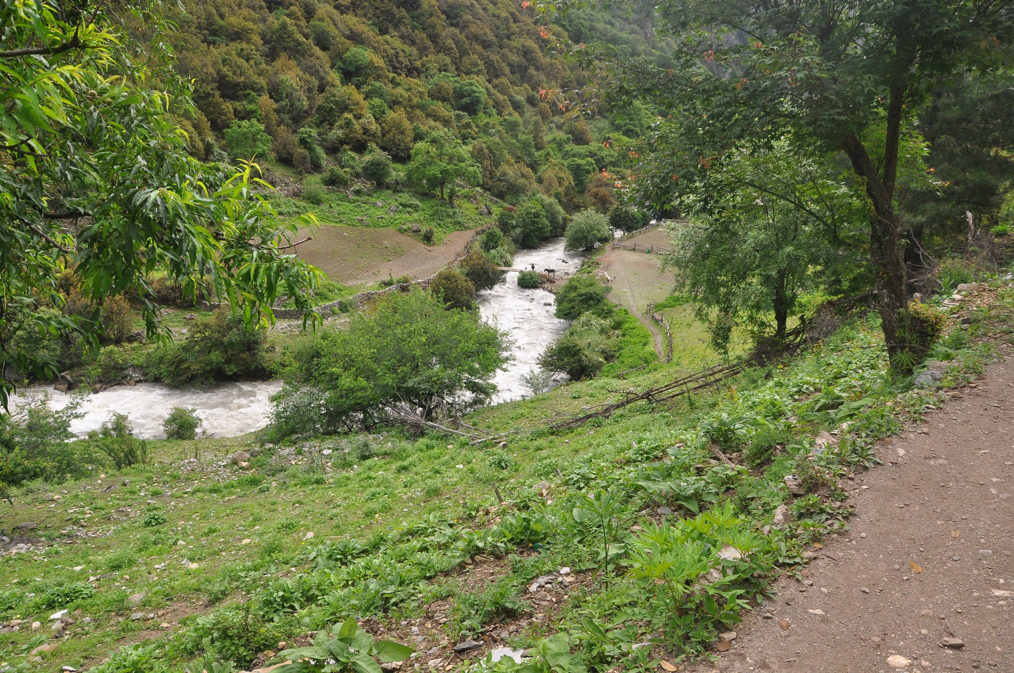 雨崩自助遊攻略