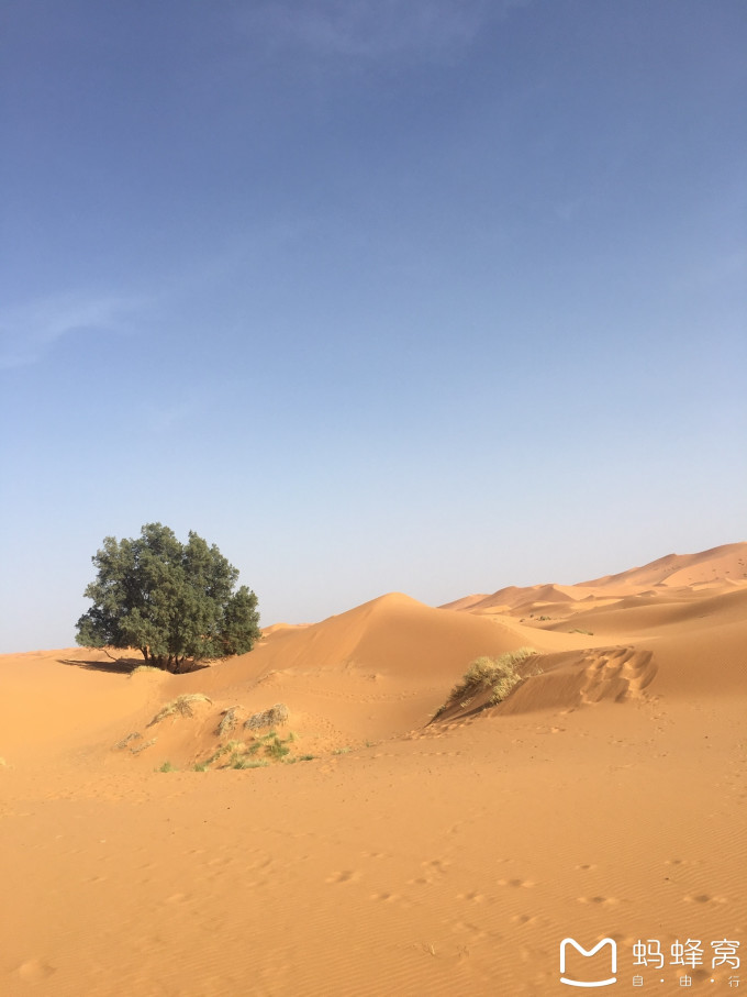 一个法国留学生的年记(20)摩洛哥--撒哈拉--平