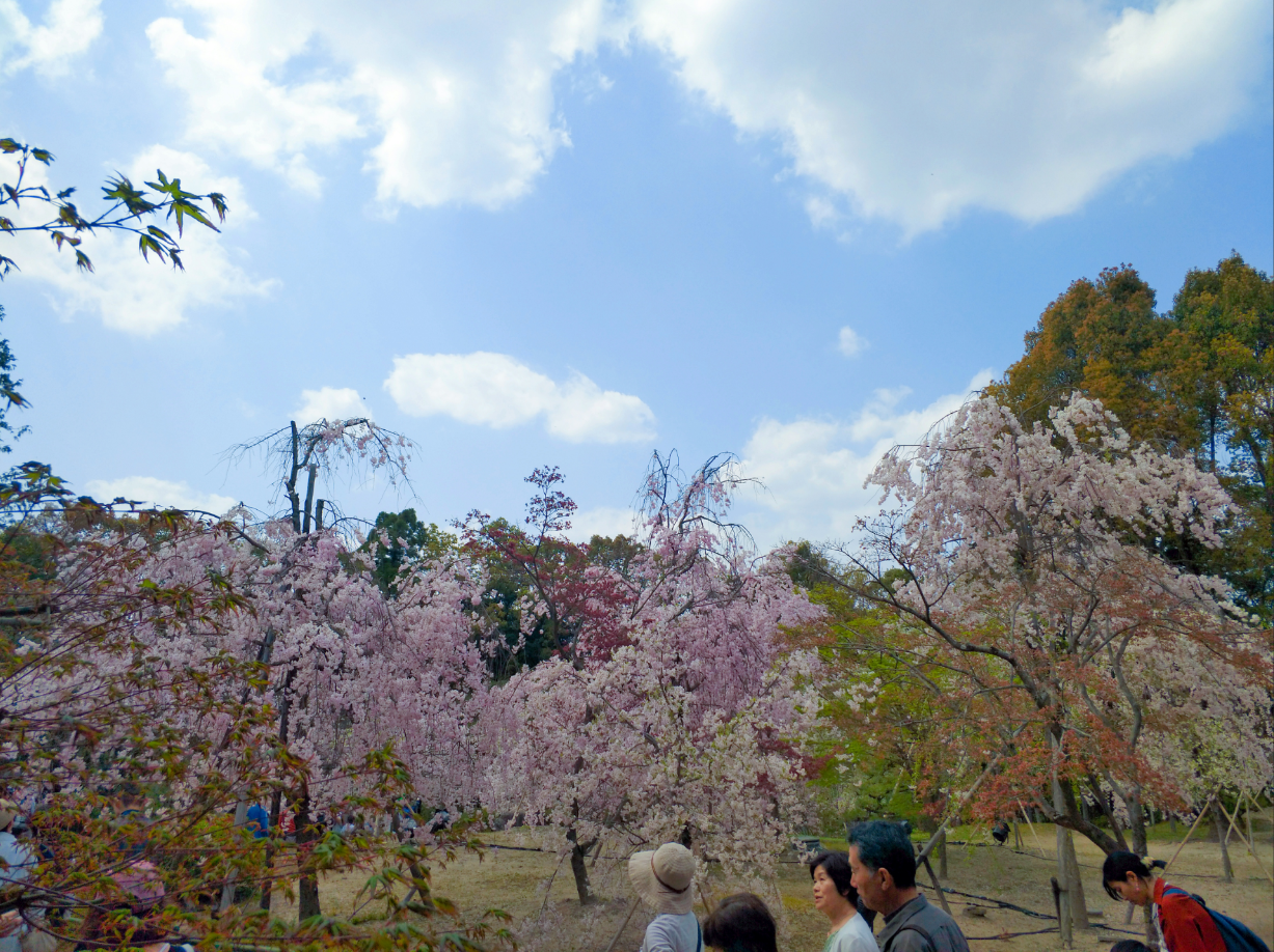 京都自助遊攻略