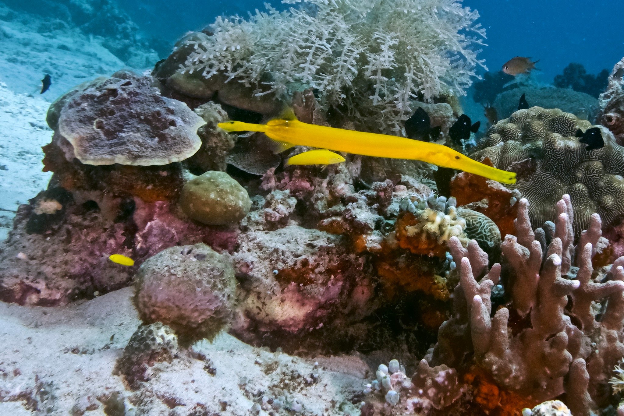 潜水时,遇到一群锤头鲨怎么办图片515,达拉湾旅游景点,风景名胜 - 马