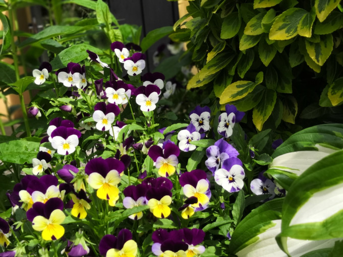 2018免签塞尔维亚5月自由行内含超细致攻略