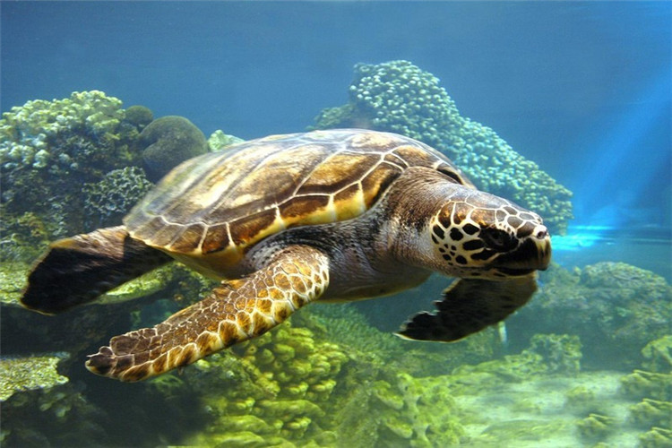 wKgBEFpMiP-AVWxoAAH9MJ1qUJU30.jpeg?imageView2%2F2%2Fw%2F510%2Fh%2F8000%2Fq%2F100