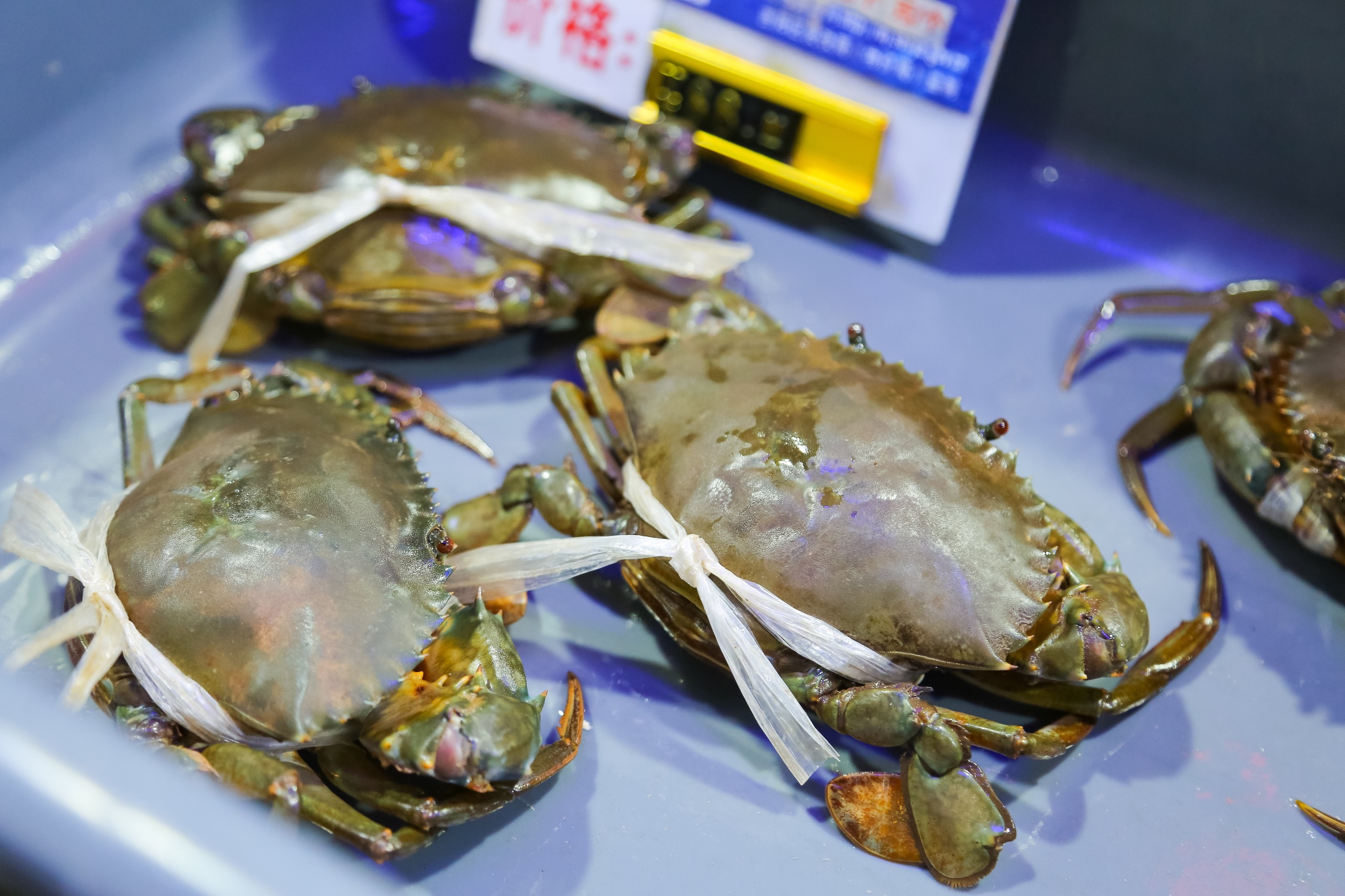 和乐蟹,这种蟹黄和膏都非常多,吃起来超级满足.